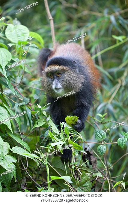 Golden Monkey, Cercopithecus kandti, in bamboo forest, Rwanda