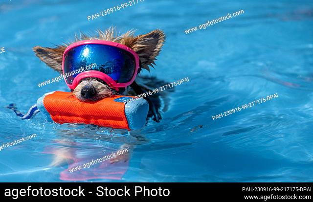 16 September 2023, Bavaria, Augsburg: Yorkshire terrier Rose splashes around with sunglasses in the children's pool of the family pool
