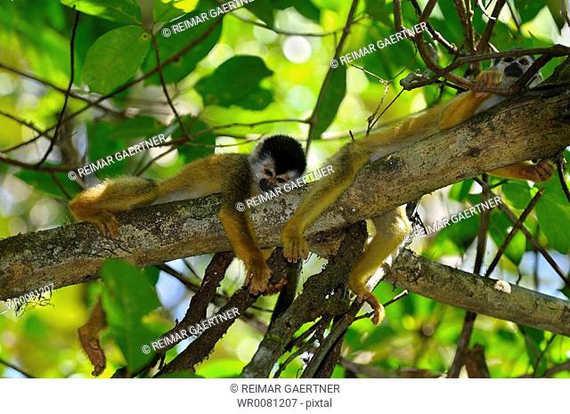 Common squirrel monkeys resting on a tree branch in the rainforest