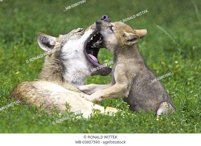 Meadow, wolves, Canis lupus, dam,  Young, playing, bites  Series, wild animals, Wildlife, animals, mammals, carnivores, wild dogs, affection, is careful