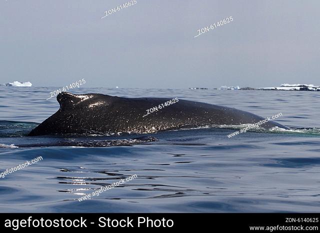 humpback whale back in the summer Antarctic waters