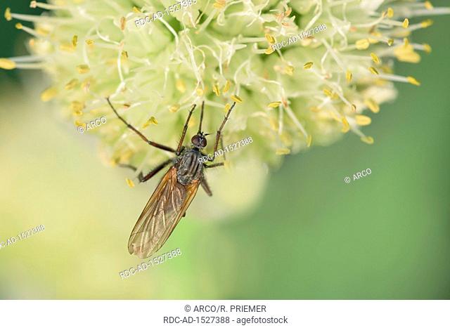 Empis tessellata, Welsh onion, bunching onion, long green onion, Japanese bunching onion, spring onion, natural park Frau-Holle-Land, Lower Saxony, Germany