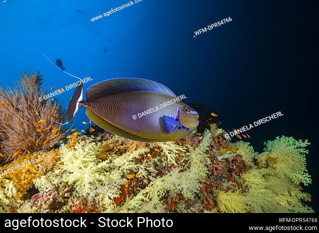 Bignose Unicornfish at Coral Reef, Naso vlamingii, Felidhu Atoll, Maldives