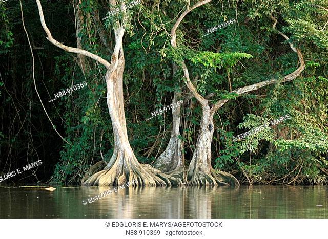 Pterocarpus officinalis trees with buttressed root, Caruao river, Vargas coast, Venezuela