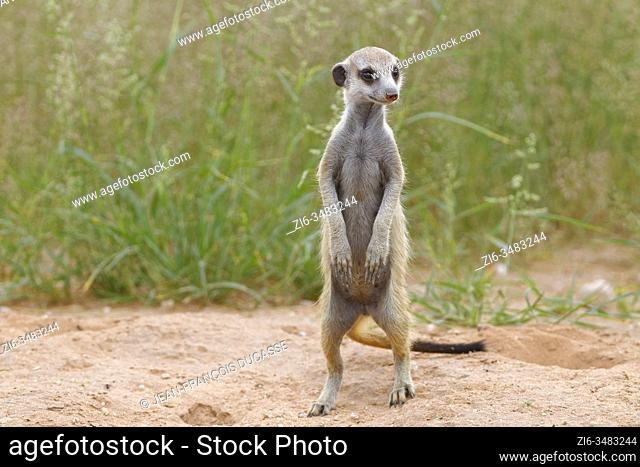 Meerkat (Suricata suricatta), young male at burrow, standing on sand, alert, Kgalagadi Transfrontier Park, Northern Cape, South Africa, Africa