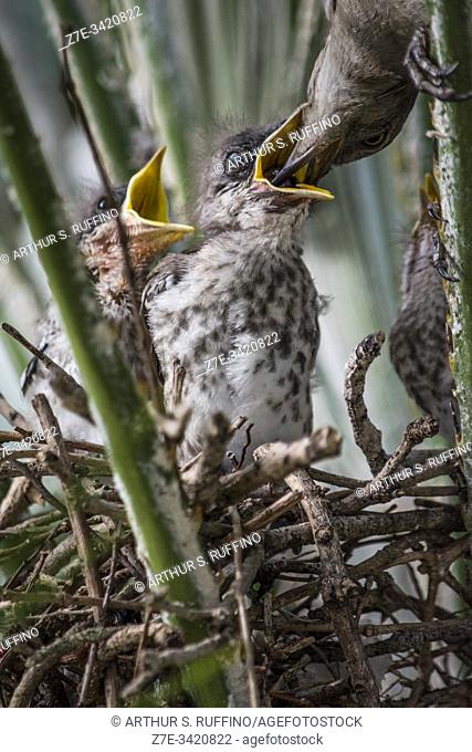 Florida mockingbird chicks being fed in their nest nestled in a Florida Chinesese fan palm tree (Livistona chinensis). The Florida Mockingbird (Mimus...