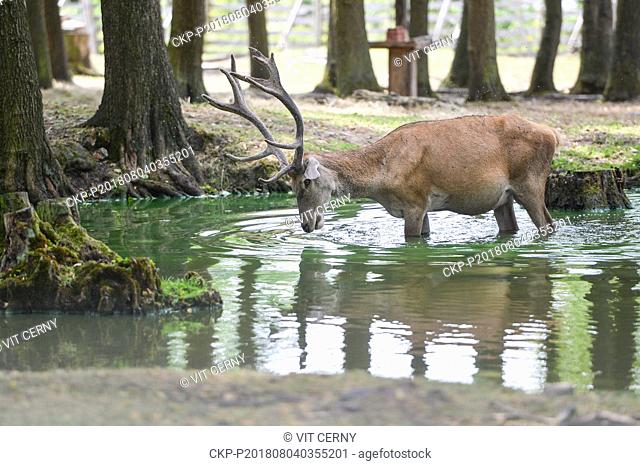 The series of tropical days continues in the Czech Republic with temperatures of up to 38 degrees Centigrade and the Red deer cools itself by Skalice near Ceska...