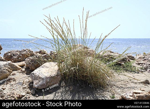 Sand couch-grass (Elymus farctus, Thinopyrum junceum or Agropyron junceum) is a perennial herb native to Eurasia coasts. This photo was taken in Delta del Ebro...