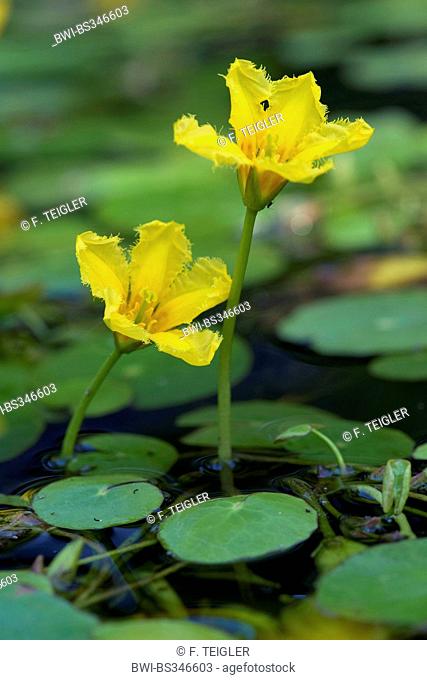 Yellow floating heart, Fringed Water Lily (Nymphoides peltata), flower, Germany