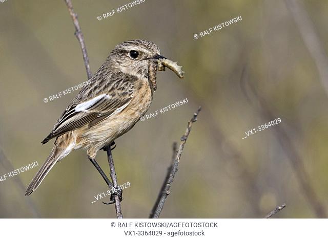 European Stonechat / Schwarzkehlchen ( Saxicola torquata ), female, perched on top of a branch, twig, with prey (grubs) in beak to feed young, wildlife, Europe