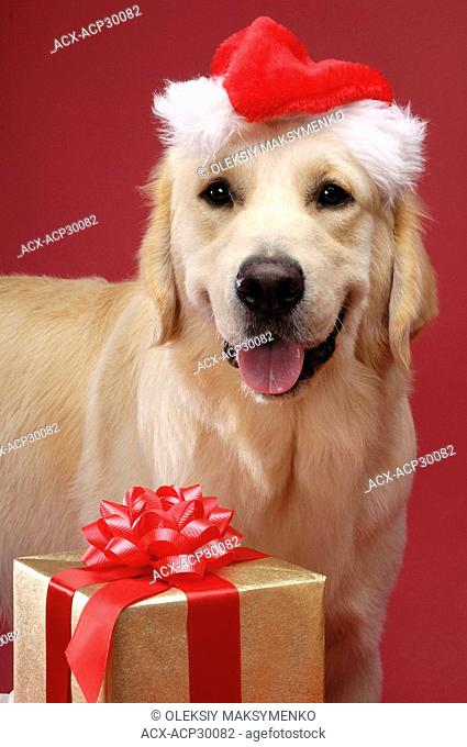 Portrait of Golden Retriever in Santa hat with Christmas gift. Isolated on red background. Brody - Gray Valley Kennels - Toronto