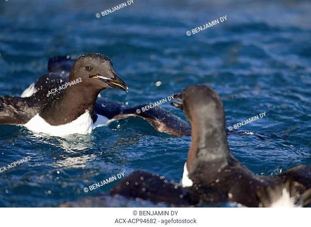 Thick-billed Murre, Uria lomvia, Fight in the water, Svalbard, Norway