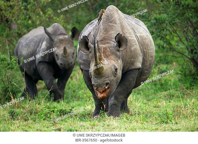 Black Rhinoceros (Diceros bicornis), female with her calf in the bush