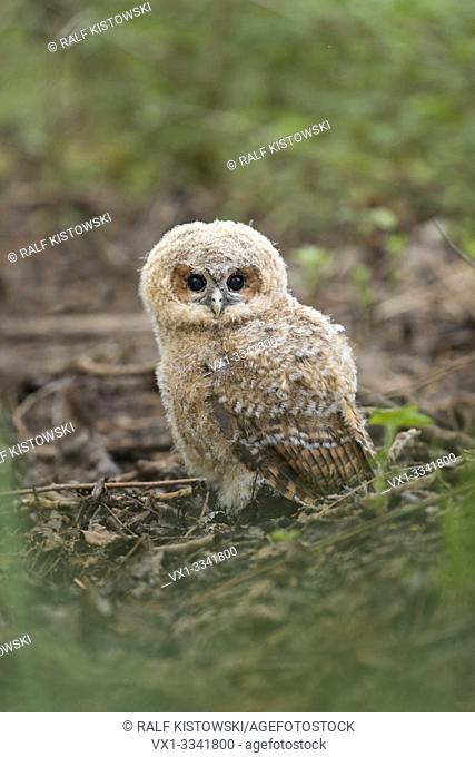 Tawny Owl ( Strix aluco ), young chick, owlet, left its nest, sitting on the ground in the woods, in typical situation, wildlife, Europe