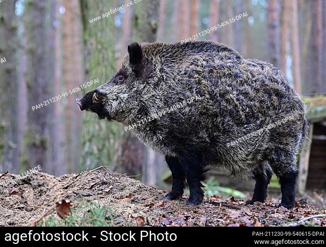 18 December 2021, Brandenburg, Groß Schönebeck: A boar in an enclosure in the Schorfheide Game Park. Photo: Patrick Pleul/dpa-Zentralbild/ZB