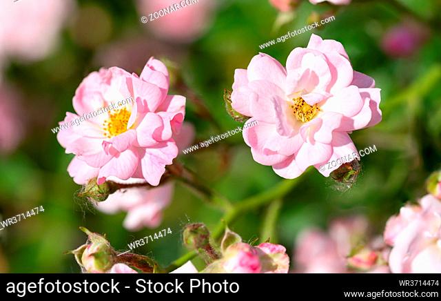 Pink Polyantha Shrub Rose also known as The Fairy rose in a garden, under the hot spring sun