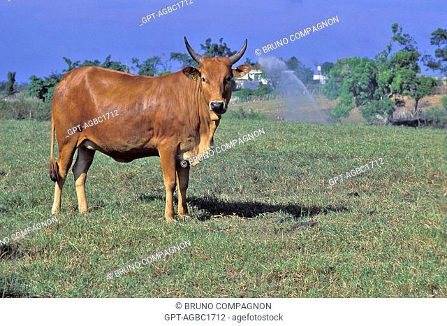 ZEBU COWS ON AN IRRIGATED PRAIRIE, GUADELOUPE, DOM-TOM 97