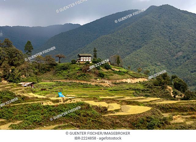 Farm in a landscape with terraced fields of rice, Bhutan, South Asia, Asia