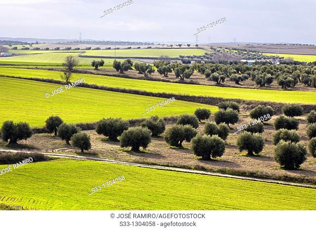 Farmlands in Pinto, Madrid province, Spain