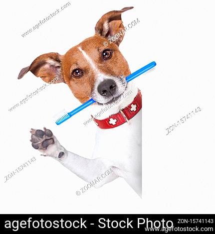 toothbrush behind a white blank banner or placard and waving with paw