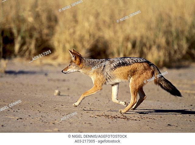 Blackbacked Jackal (Canis mesomelas), hunting. Kgalagadi Transfrontier Park (formerly Kalahari-Gemsbok National Park). South Africa