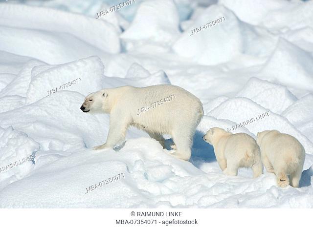 Polar Bear, Ursus maritimus, Mother with Two Cubs, North East Greenland Coast, Greenland, Arctic