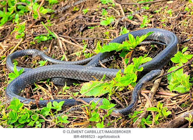 Sulawesi Endemic Rat Snake (Ptyas dipsas), Sulawesi
