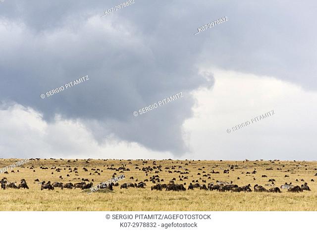 Wildebeest under a rainstorm in the Masai Mara plains, Kenya