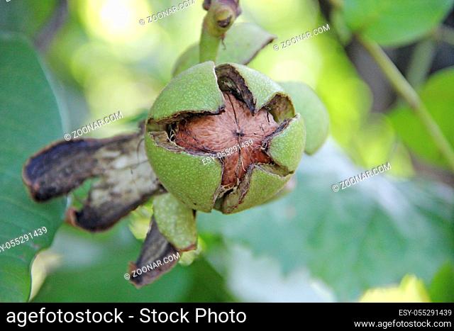 Juglans regia fruit ripening among green foliage on tree. Nut growing on tree branch. Green nut and leaves on tree