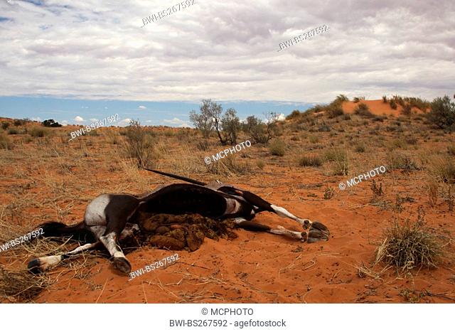 Beisa orynx, Gemsbock Oryx beisa, Oryx gazella beisa, cadaver lying in the savannah, South Africa, Northern Cape, Kalahari, Kgalagadi Transfrontier Park