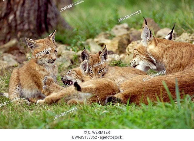 Eurasian lynx (Lynx lynx), adult with pups