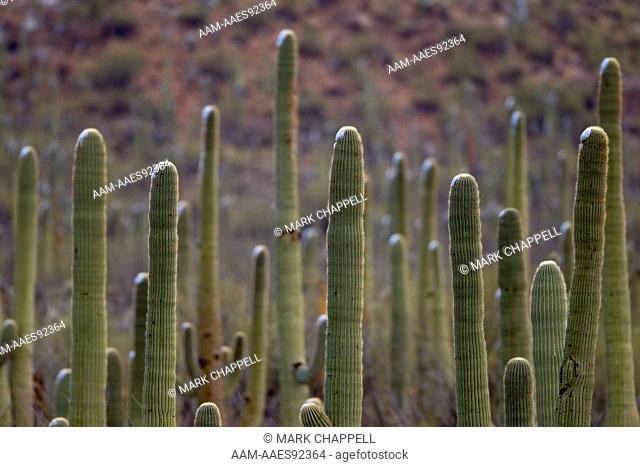 Saguaro Cacti After Winter Snow (Carnegiea Gigantea), Saguaro National Park, Arizona, Usa