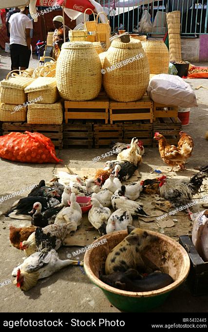 Chickens, ducks, piglets and basketry at Sucupira Market, Praia, Santiago, Cape Verdes Islands, Cabo Verde, Cape Verde, Africa