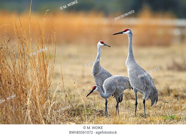 sandhill crane (Grus canadensis), group stands on grassland, USA, Florida
