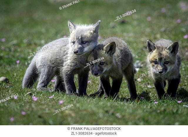 The cross fox kits (Vulpes vulpes) San Juan Island, USA