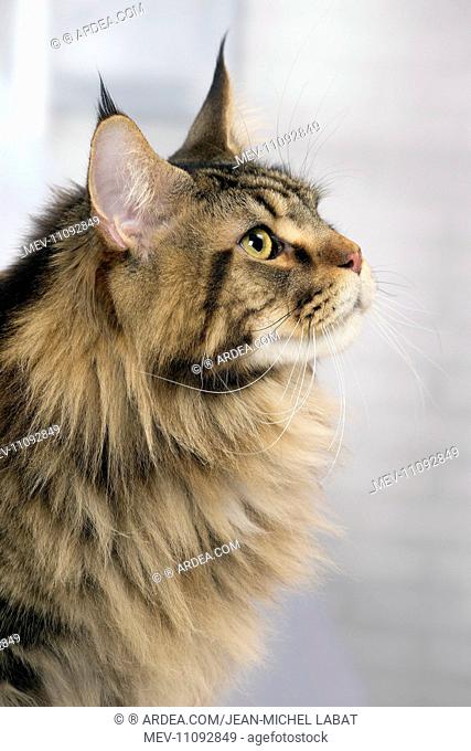 Cat Brown Tabby Maine Coon