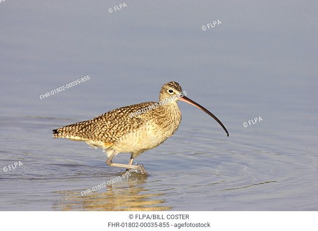 Long-billed Curlew Numenius americanus adult, wading in shallow water, Fort de Soto, Florida, U S A