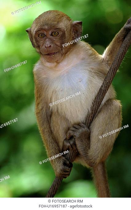 monkey suwan kuha cave thailand island tourism