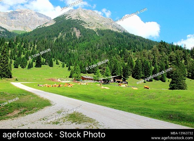 Europe, Austria, Tyrol, Leutasch, Leutasch valley, Gaistal, Gaistalalm, dreamlike, cows on pasture, in the background the Predigtstuhl (Predigtstein) 2234m