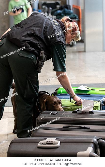 10 April 2019, Bavaria, Nürnberg: The Labrador Zoll-Spurhündin Mia sniffs at the airport Nuremberg in the context of a presentation of the customs and Federal...