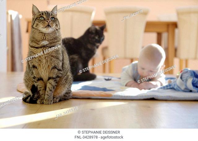 Baby lying on a blanket on the floor, two cats sitting next to it, surface level