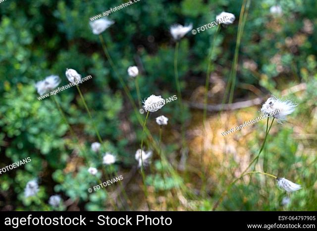 Cotton grasses ( Eriophorum ) in the Black Moor in the Rhoen, Germany