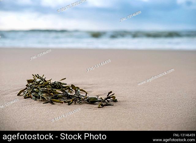 Ascophyllum nodosum at beach, Westerland, Sylt, Schleswig-Holstein, Germany, Europe
