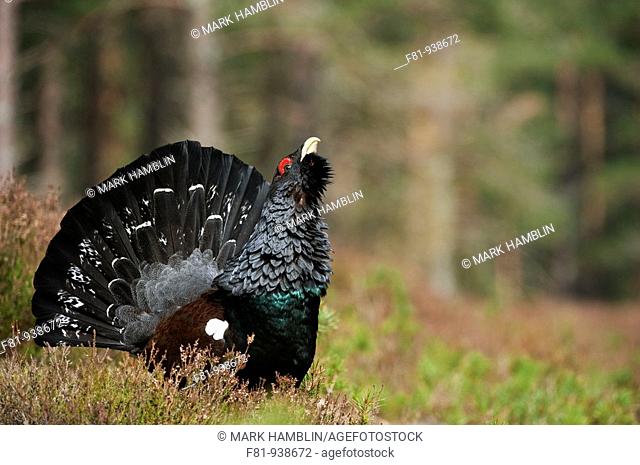 Capercaillie Tetrao urogallus adult male displaying in pine forest  Cairngorms National Park  April 2009