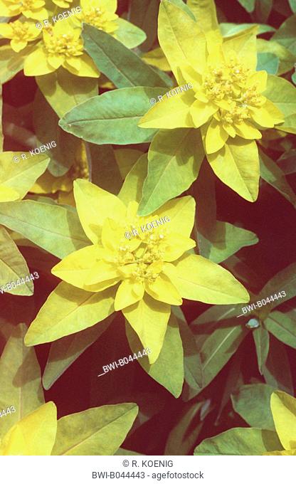 Cushion Spurge (Euphorbia polychroma), inflorescences