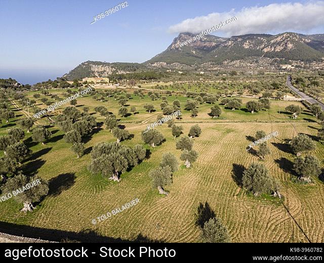 olivar de Vistamar y Puig de Talaia Vella, Valldemossa, Mallorca, Balearic Islands, Spain