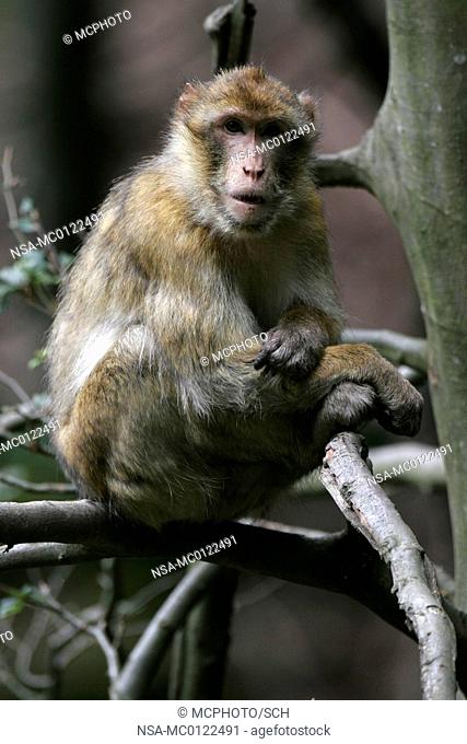 Berber monkey, Macaca Sylvanus