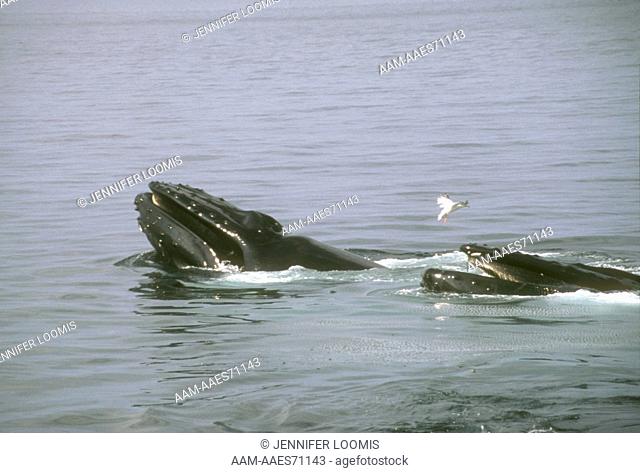 Humpback whale (Megaptera novaeangliae) feeding pair, Stellwagen Bank NMS, MA Sept