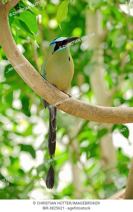Blue-crowned Motmot (Momotus momota), native to Central America and South America, captive, Germany