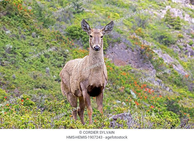 Chile, Patagonia, Magellan Region, Torres del Paine National Park, South Andean Deer (Hippocamelus bisulcus), adult female